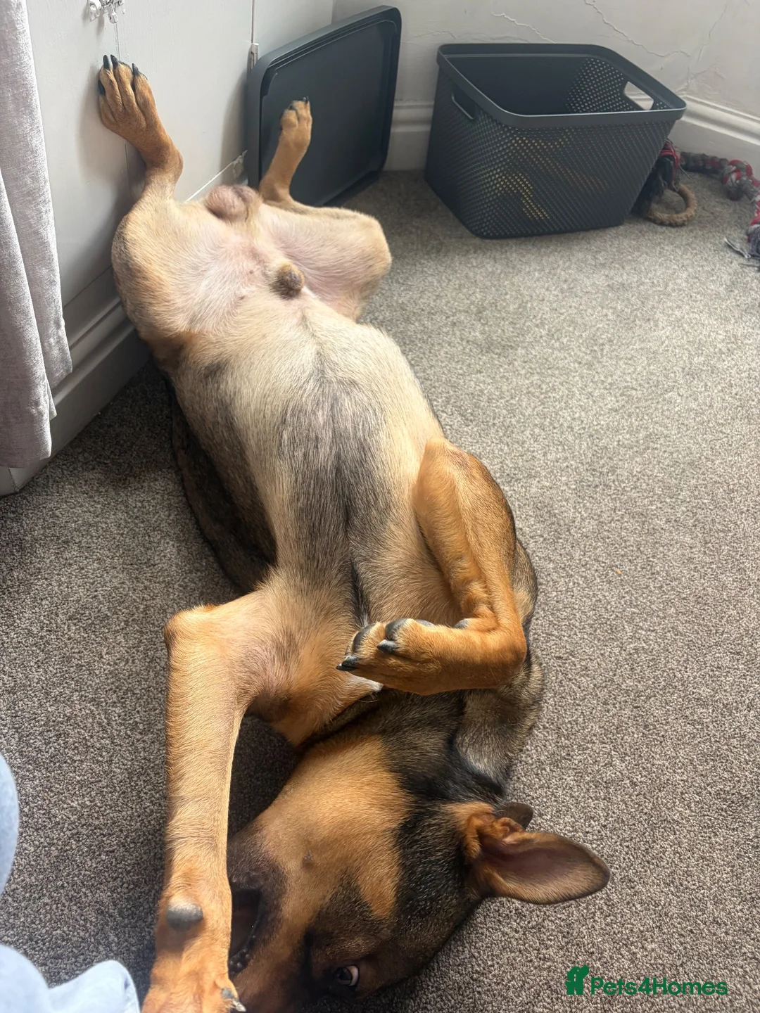 Mixed Breed dogs for sale: Bear  in Gloucester - Advert 2