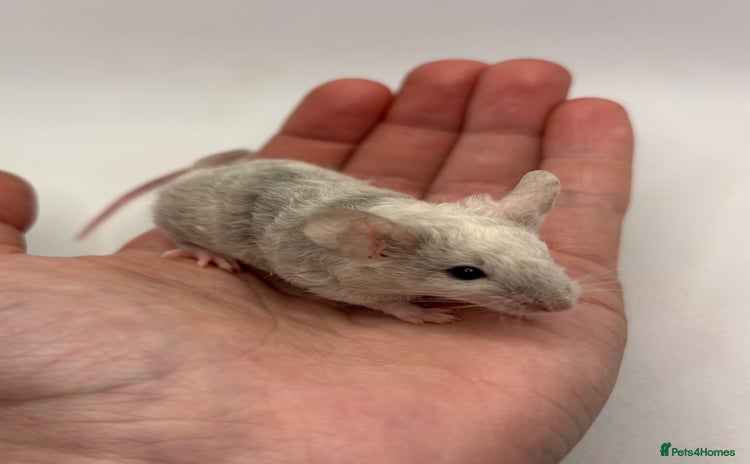 Mouse rodents - Advert 3