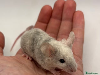 Mouse rodents - Advert 3