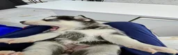 Shepsky dogs for sale: The new generation has arrived 🙌  - Advert 27