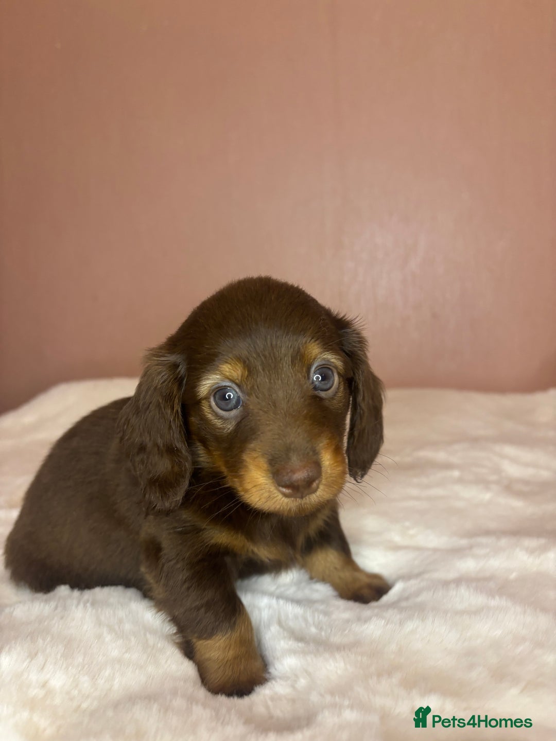 Miniature Dachshund dogs for sale: Champion Longhaired Miniature Dachshund Puppies - Advert 22