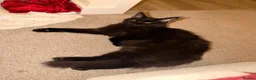 Maine Coon cats for sale: Spencer Maine coon - Advert 5