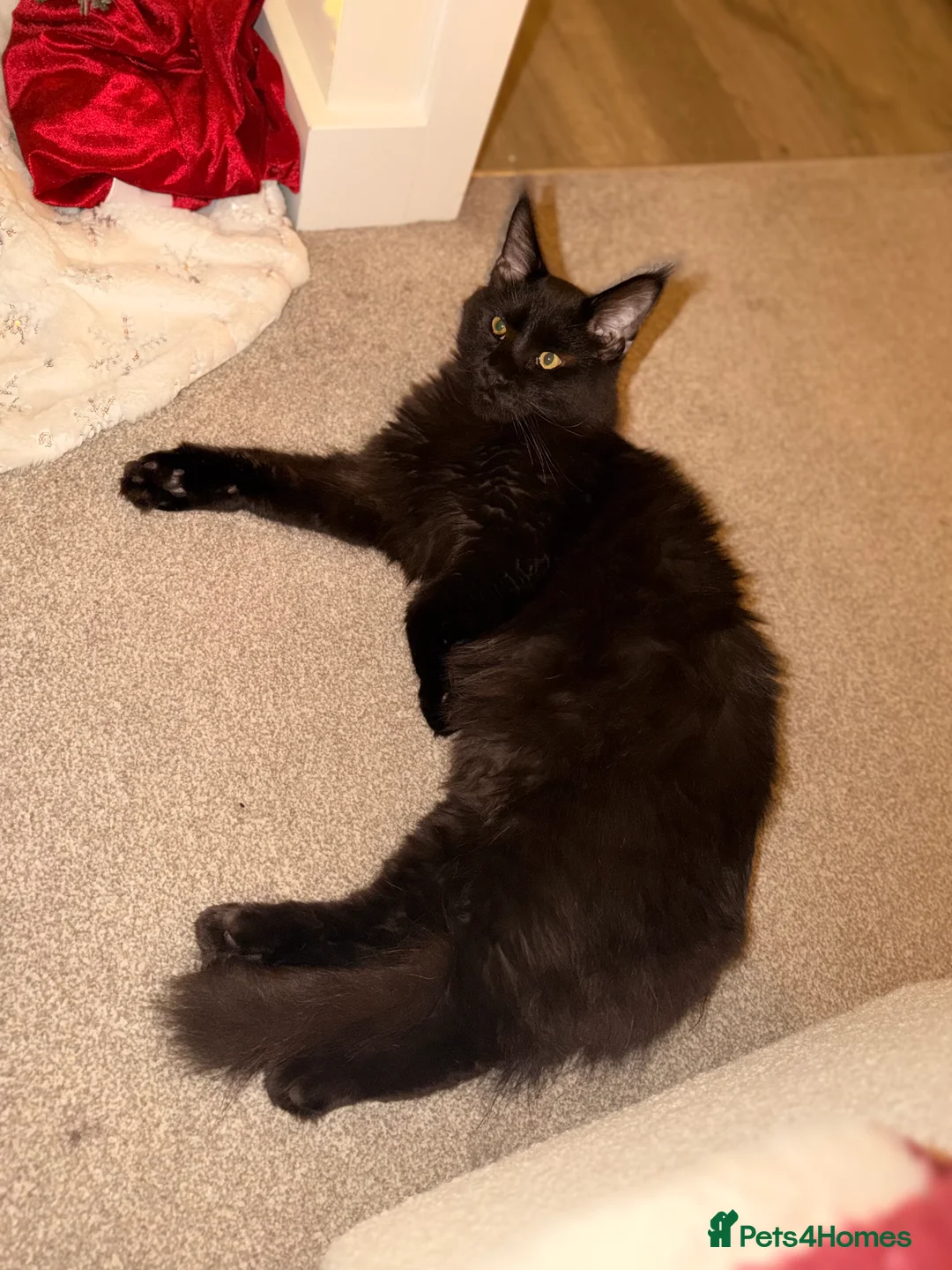 Maine Coon cats for sale: Spencer Maine coon - Advert 5