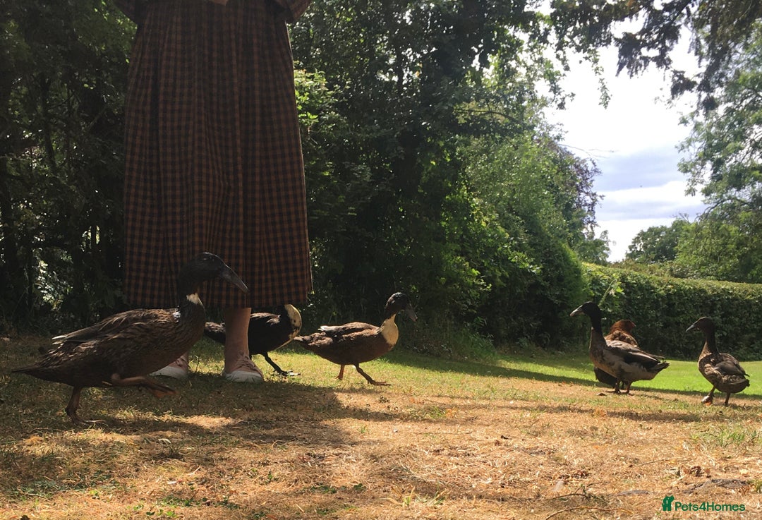 Ducks poultry for sale: Dutch Hookbill ducklings - Image 4