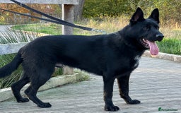 German Shepherd dogs for sale: TOP CHAMPION LINE GERMAN SHEPHERD PUPPIES FOR SALE - Advert 5