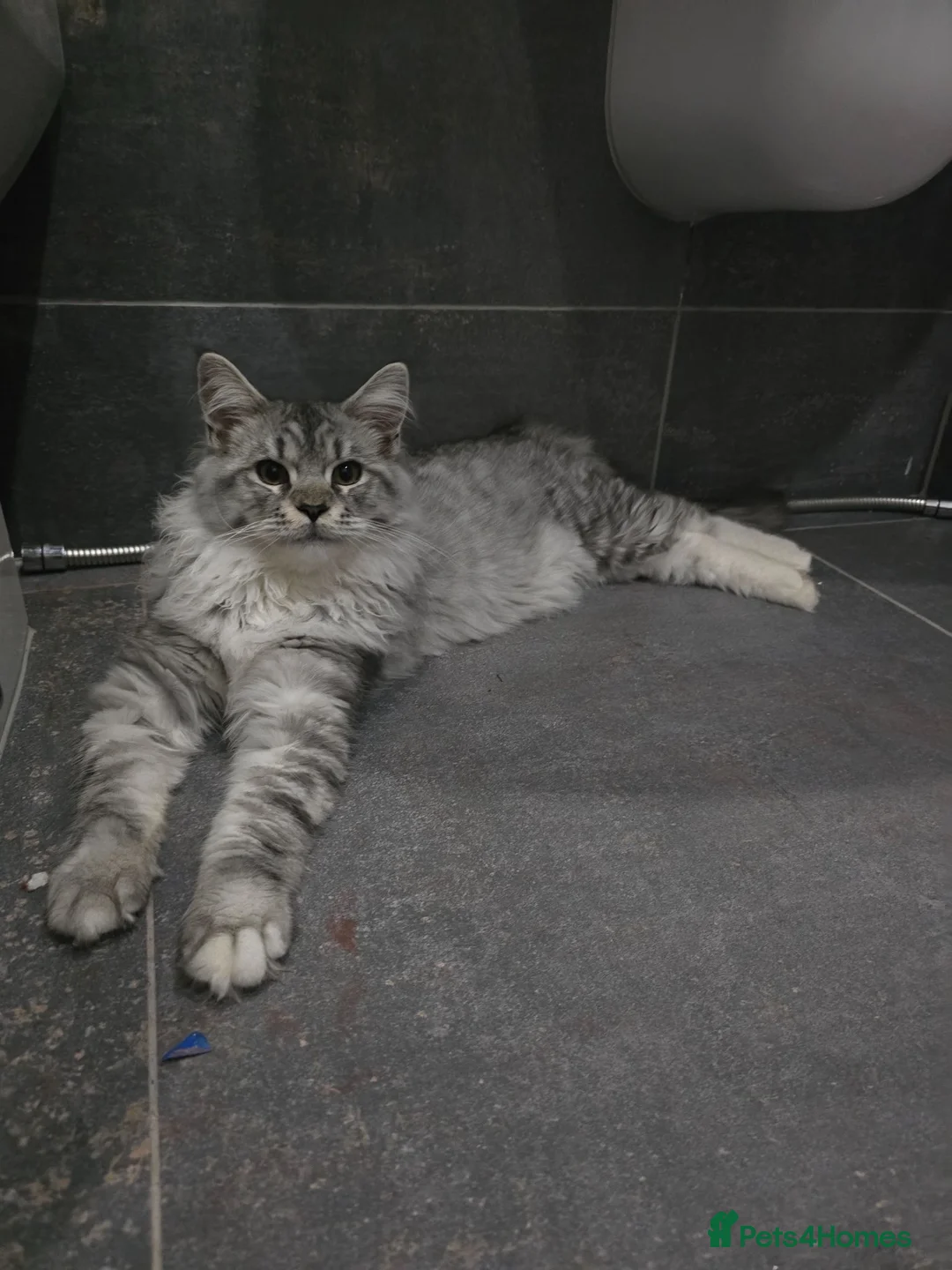 Maine Coon cats for sale: Maine Coon Kittens / Cat - Advert 8