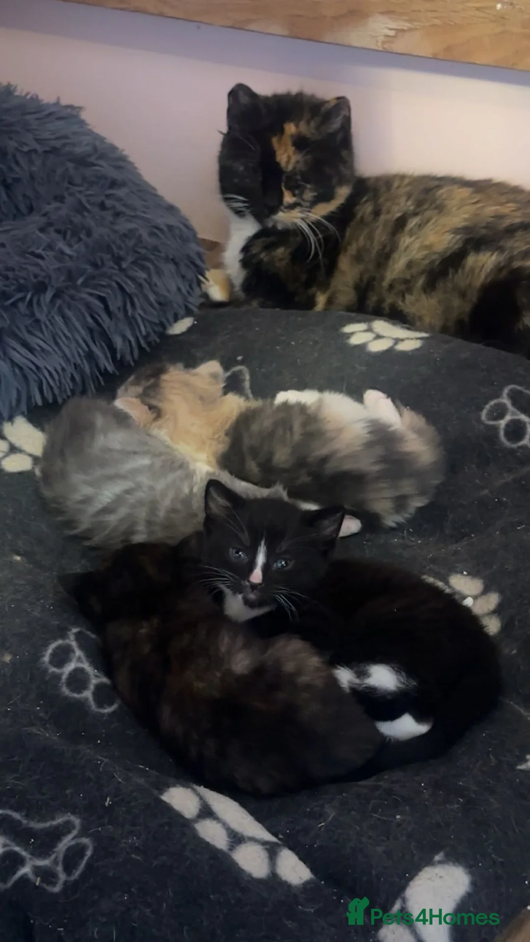 Mixed Breed cats for sale: Unique Polydactyl Kittens For Sale in Yeovil - Advert 22