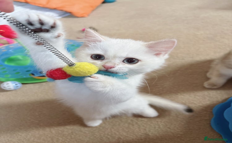 British Shorthair cats - Advert 2