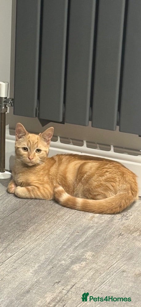 Mixed Breed cats Beautiful Kittens Looking for Their Forever Homes - Advert 5