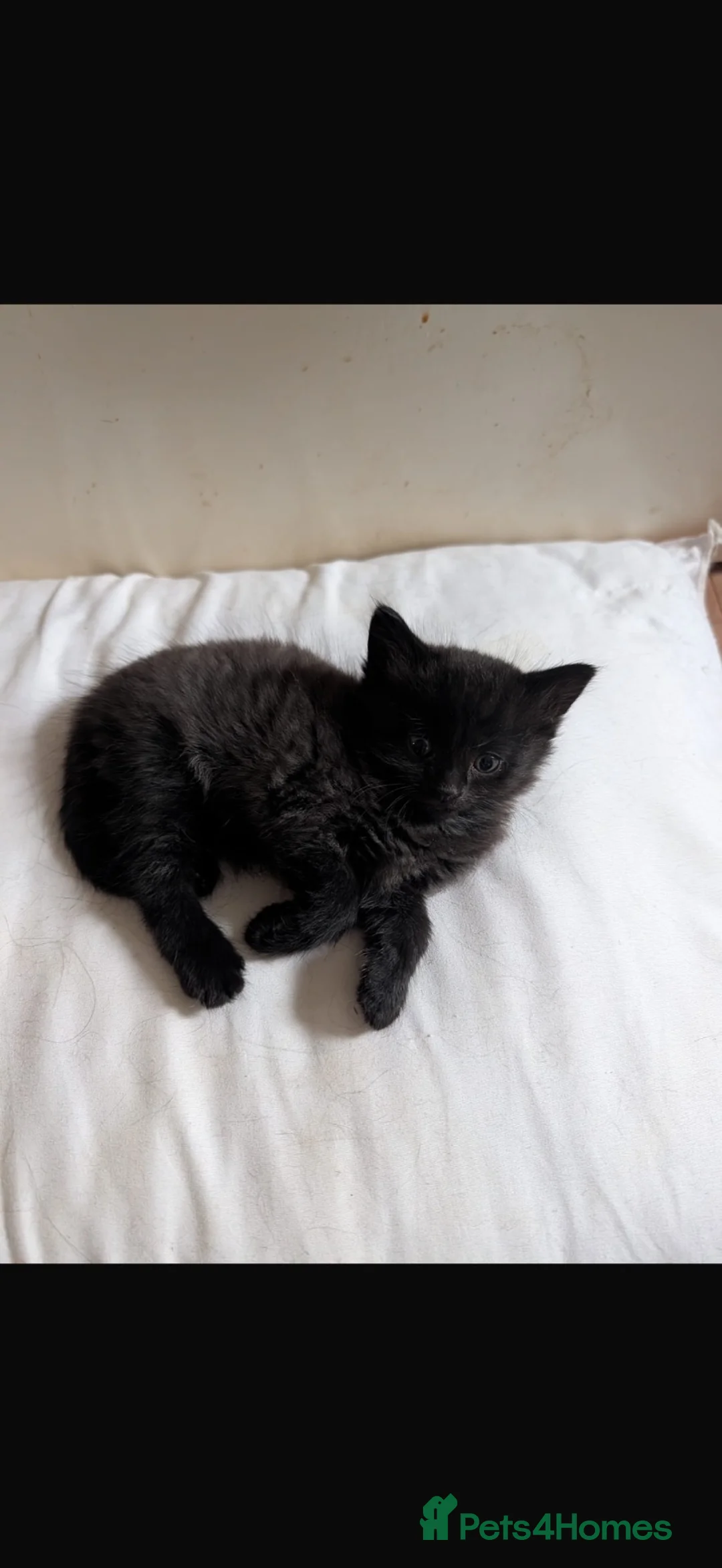 Mixed Breed cats for sale: Mixed breed kittens  in Hemel Hempstead - Advert 2