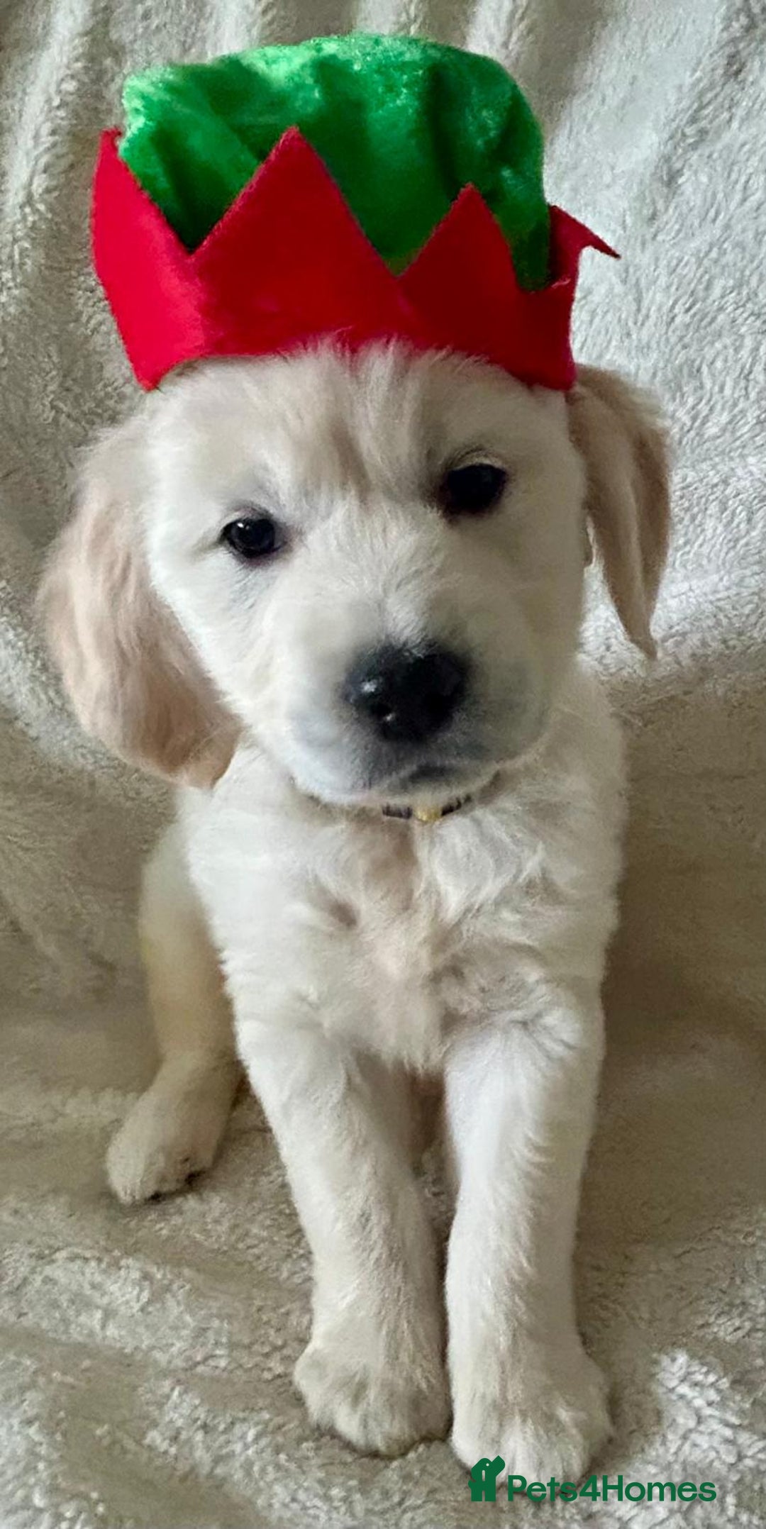 Golden Retriever dogs for sale: Chunky, cream pups - Advert 8