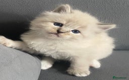 Siberian cats for sale: Siberian Kittens Neva Masquerade White - Image 14