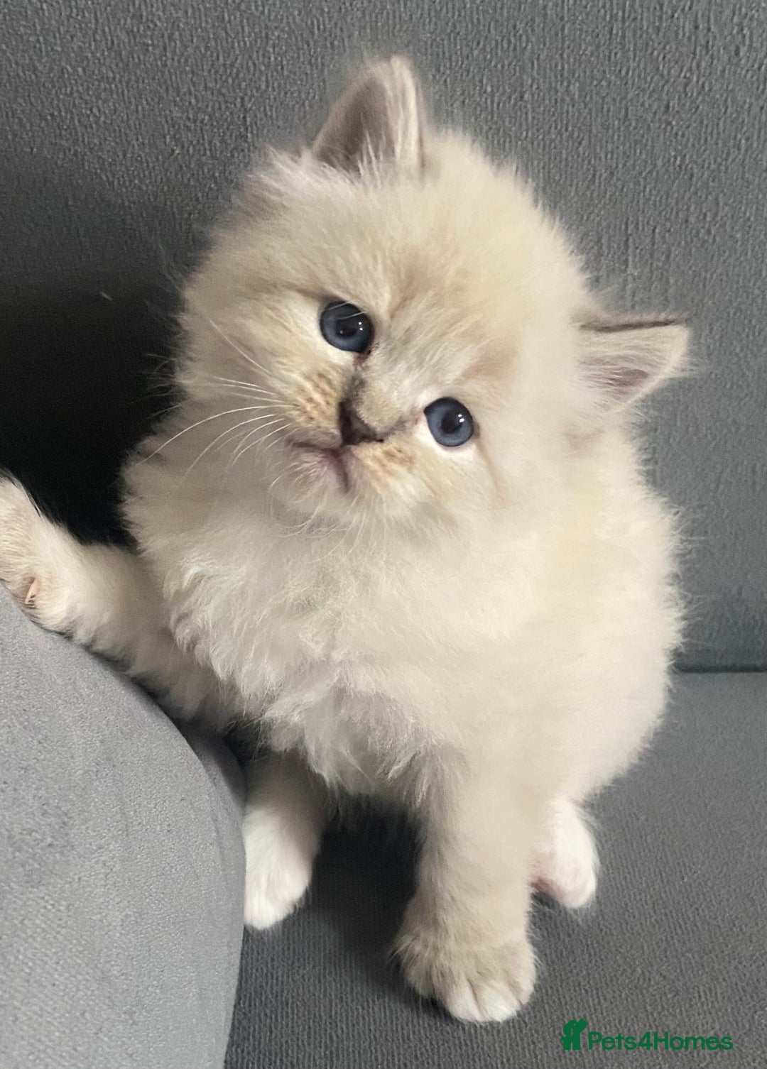 Siberian cats for sale: Siberian Kittens Neva Masquerade White - Image 14