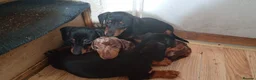 Dachshund dogs for sale: Dachshund puppies in Omagh - Advert 10