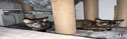 Mixed Breed cats for sale: 5 lovely kittens 🐾 - Advert 19