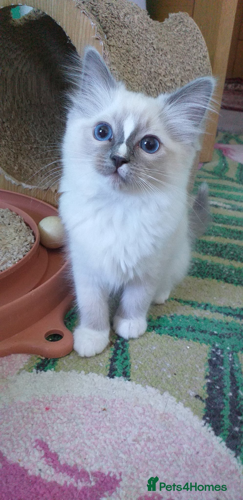 Ragdoll cats for sale: Beautiful Pure Breed Ragdoll Girls  - Advert 7