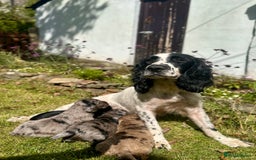 Sprocker dogs for sale: Sprocker spaniel puppies  - Image 3