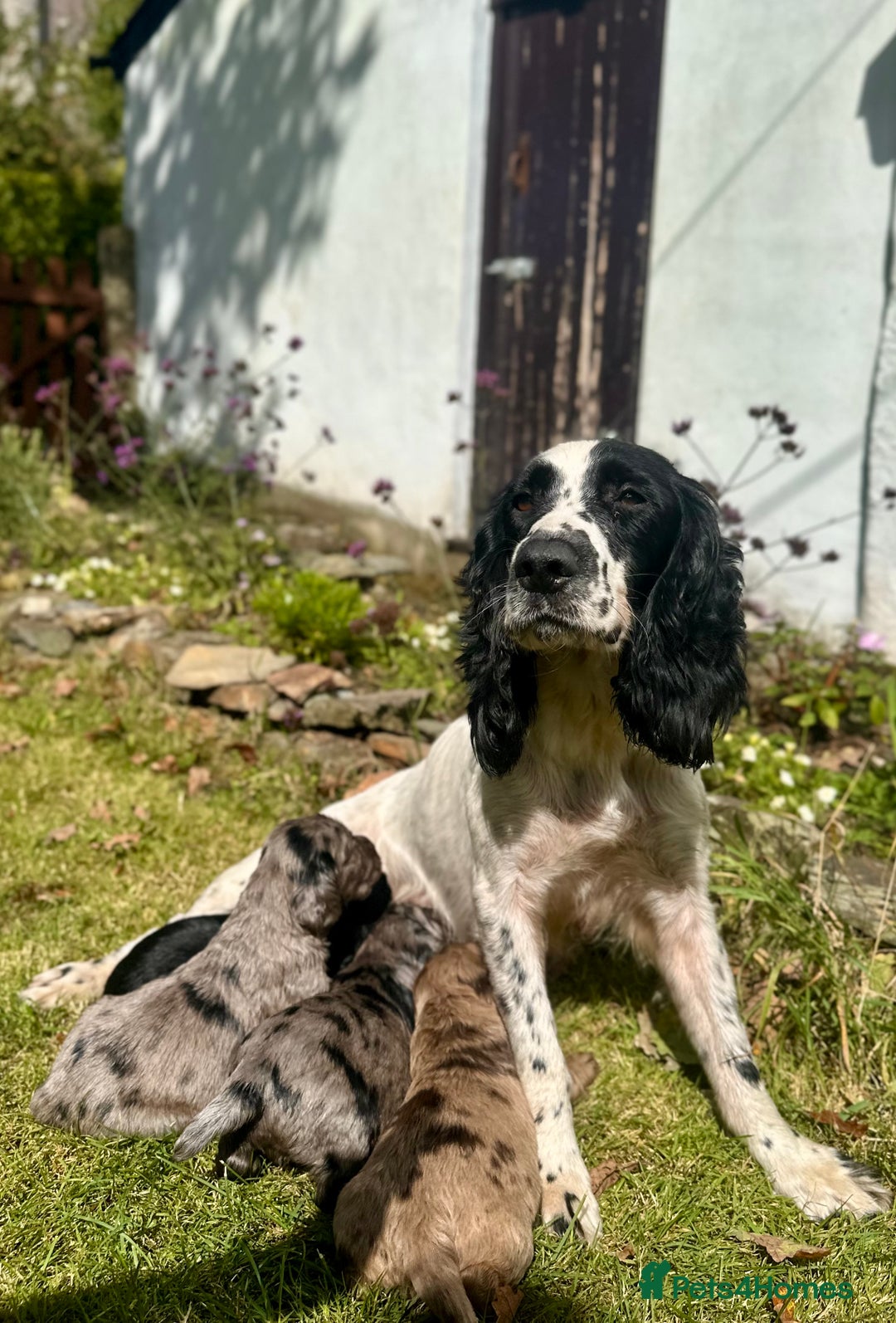 Sprocker dogs for sale: Sprocker spaniel puppies  - Image 3