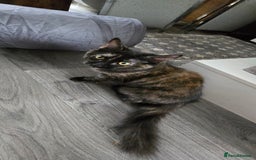 Maine Coon cats for sale: Amazing tortie Mainecoons - Image 27