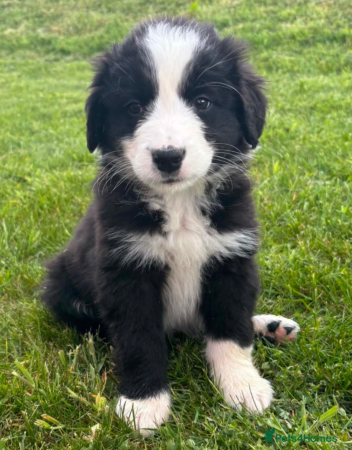 Bernese Mountain Dog dogs Beautiful Bordernese Puppies - Advert 4