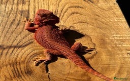 Bearded Dragon reptiles for sale: Red Monster  - Image 2
