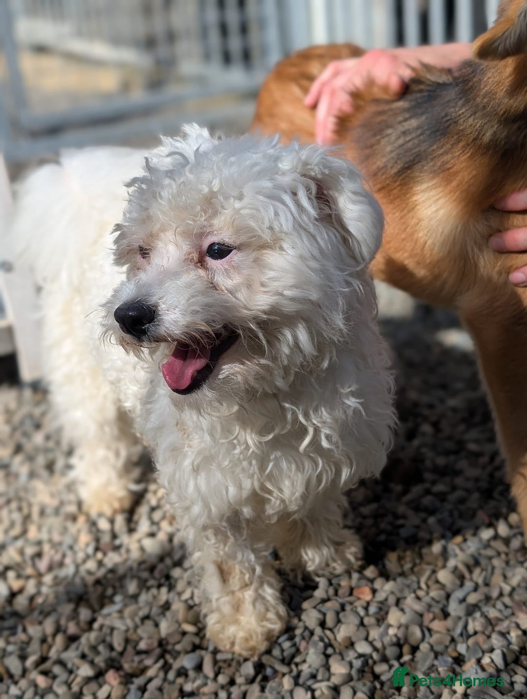 Mixed Breed dogs for adoption: Max - In Ayr Looking for a home  - Image 9