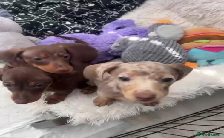 Miniature Dachshund dogs - Advert 8