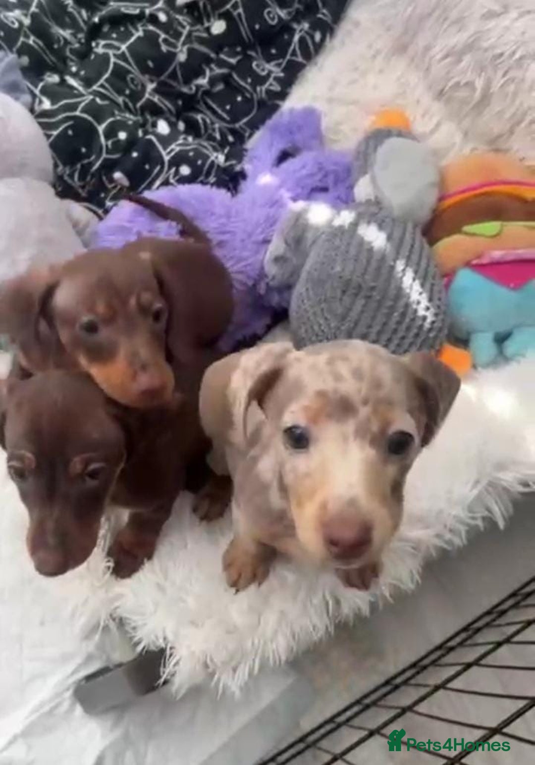 Miniature Dachshund dogs for sale: Miniature Dachshund Puppies  - Image 1