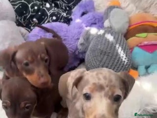 Miniature Dachshund dogs - Advert 3