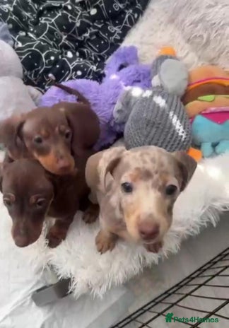 Miniature Dachshund dogs - Advert 15