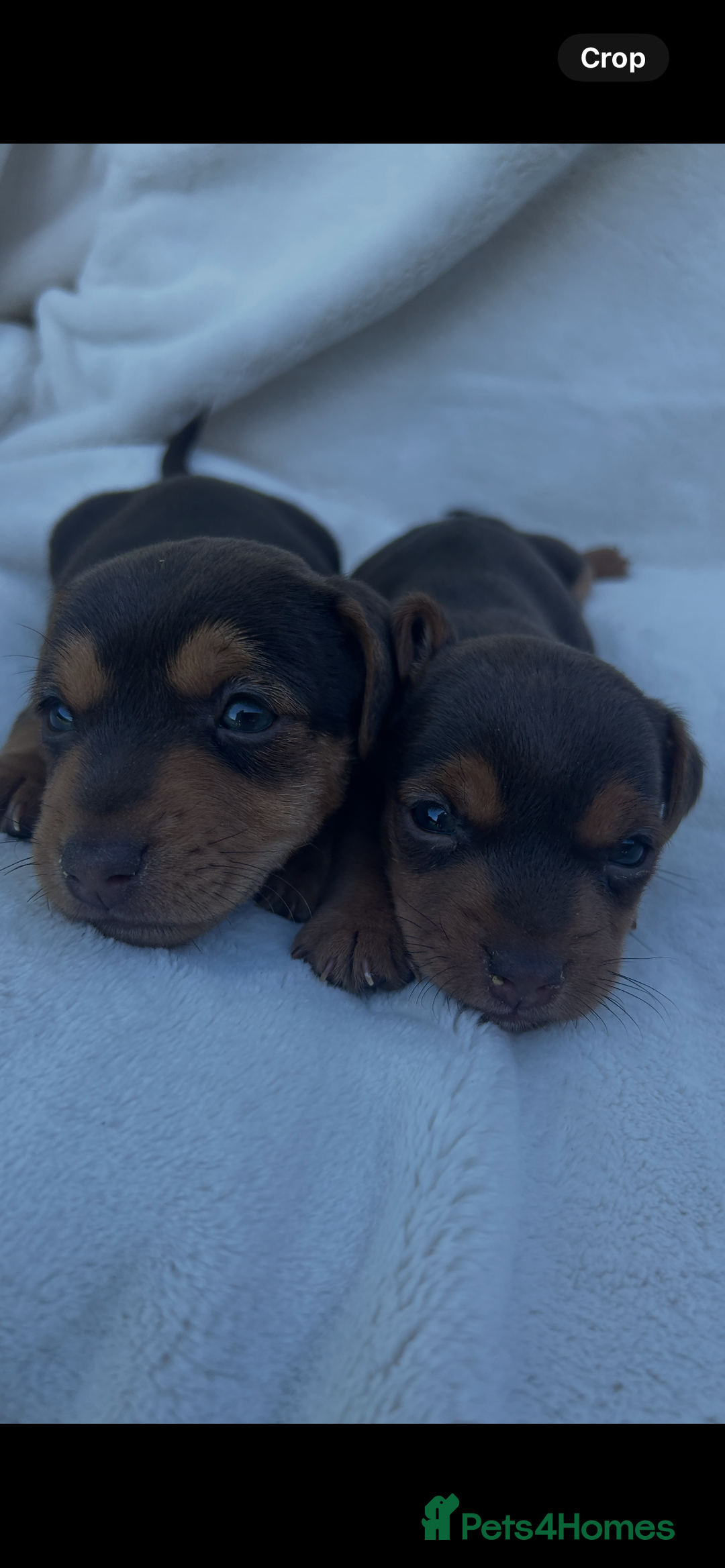 Jack Russell dogs for sale: Stunning Jack Russell Puppies  - Image 18