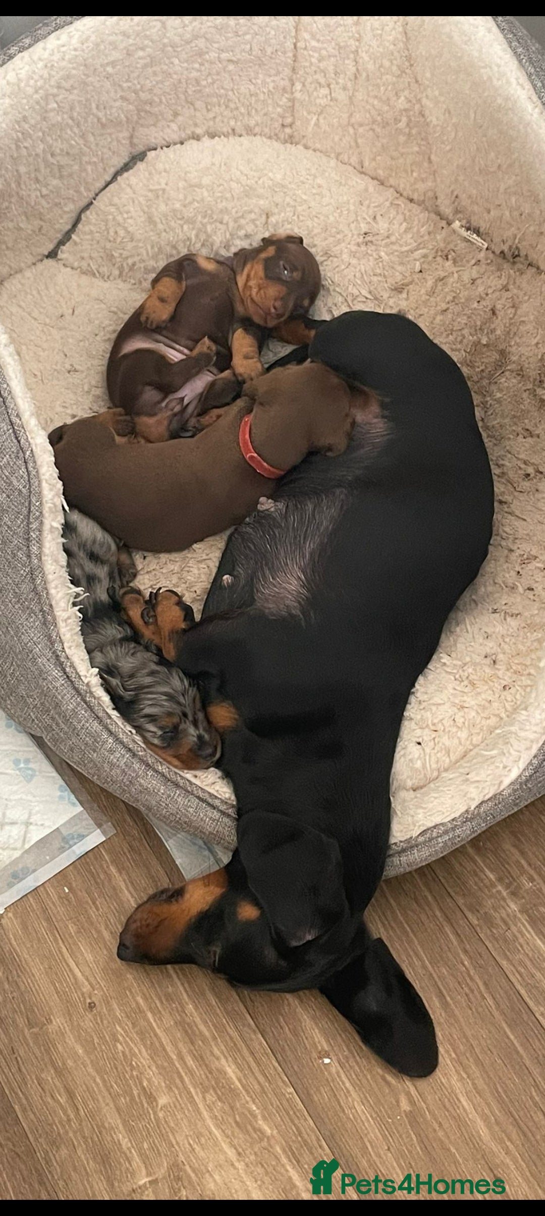 Miniature Dachshund dogs for sale: Miniature dachshund  - Image 18