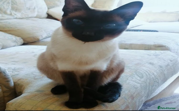 Siamese cats - Advert 3