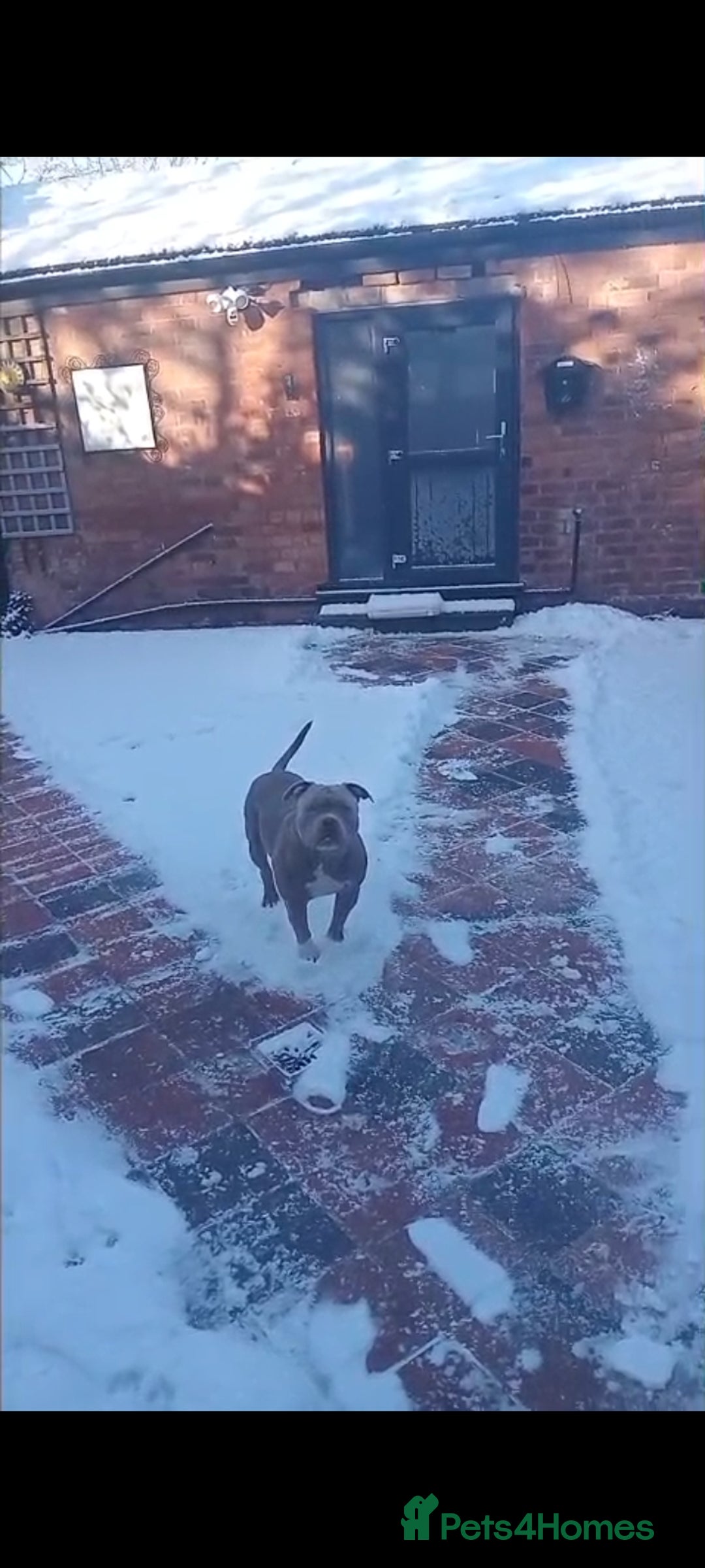 American Bulldog dogs for stud: Pocket bully stud - Advert 5