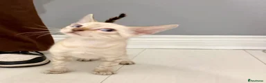 Bengal 2