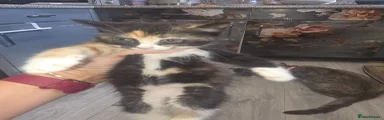 Mixed Breed 1