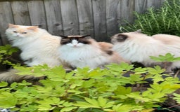 Ragdoll cats for adoption: Dexter the rescue ragdoll - Image 7