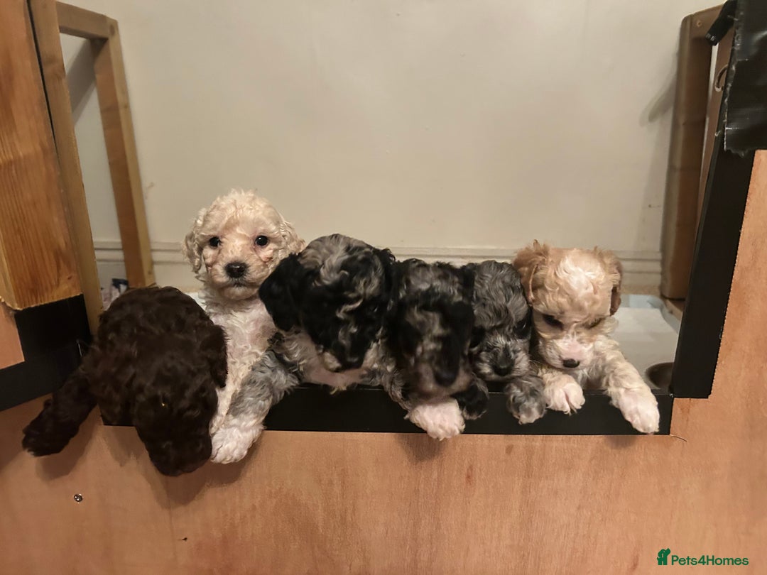 Miniature Poodle dogs for sale: Beautiful gentle boy  - Advert 6