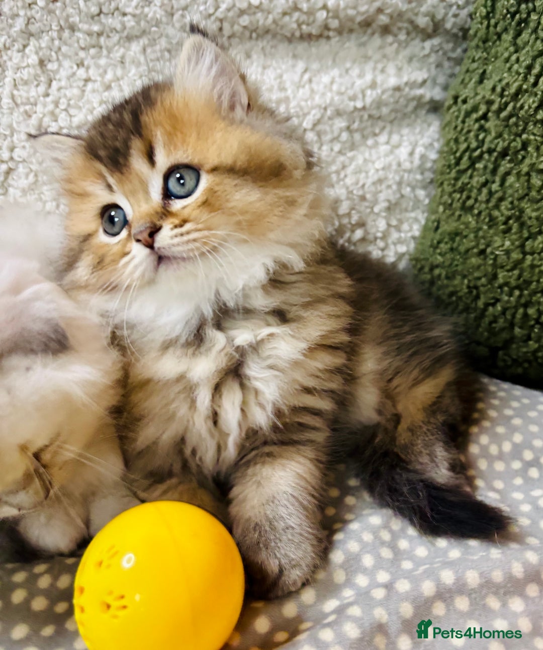 Scottish Fold cats for sale: 🌟🌟🌟🌟🌟Pedigree Scottish Fold Kittens - Advert 18