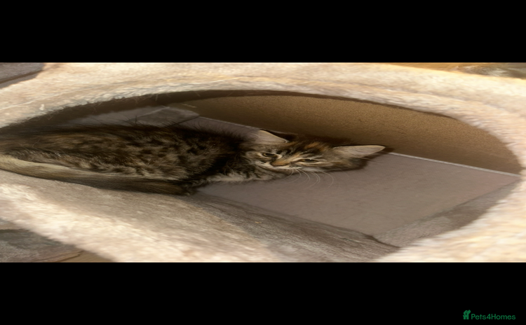 Ragdoll cats - Advert 3