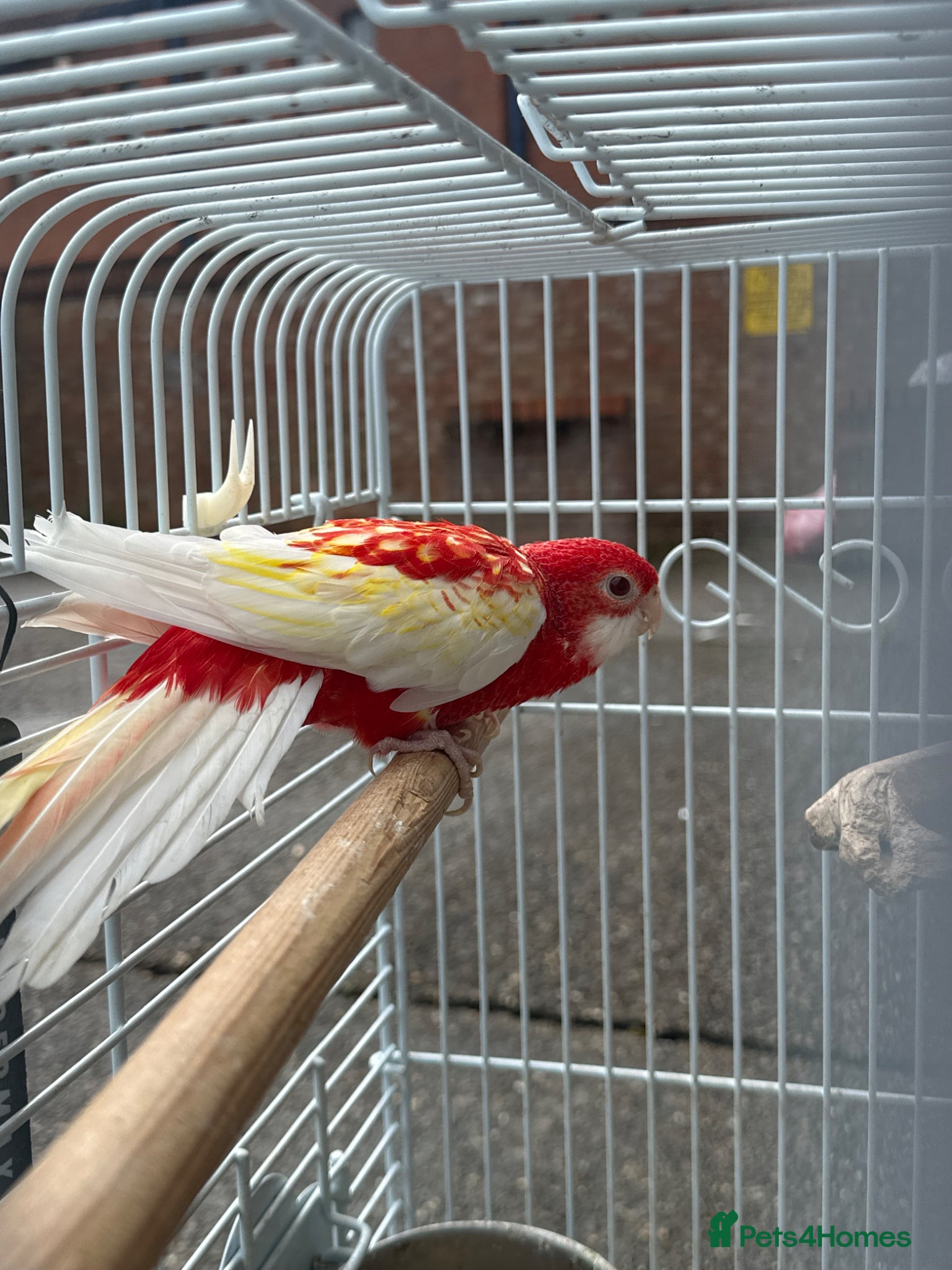 Cockatiels birds Rosella  - Advert 5