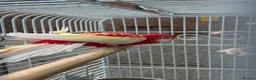 Cockatiels birds for sale: Rosella  - Advert 1