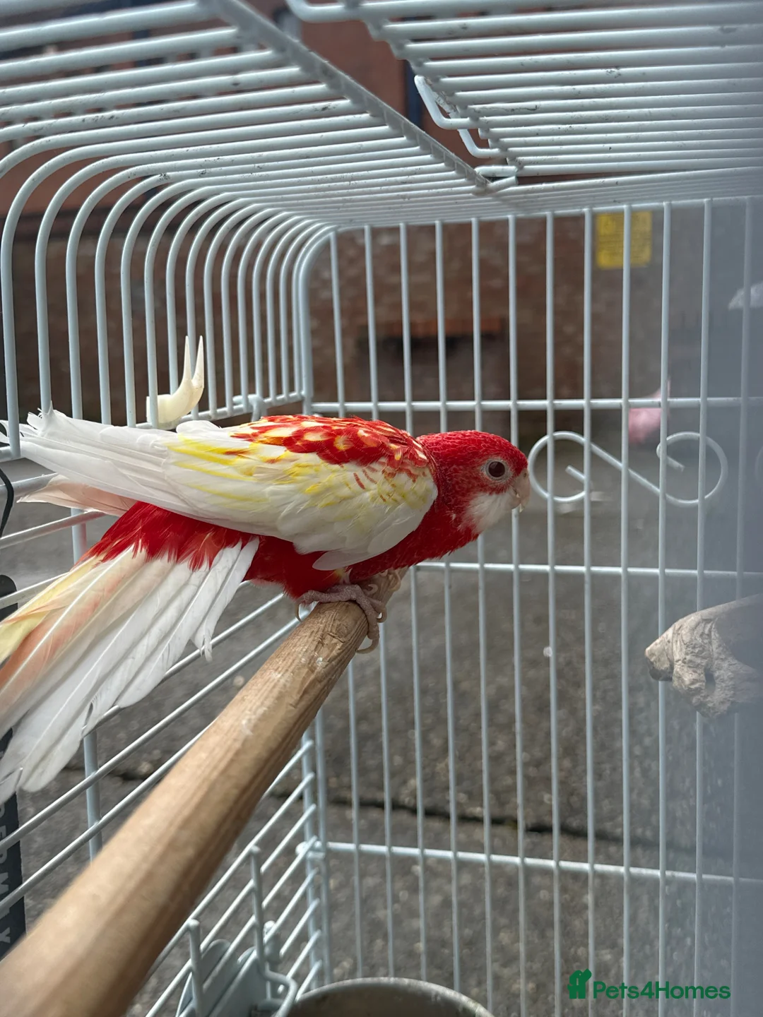 Cockatiels birds for sale: Rosella  - Advert 1