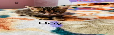 Bengal 3
