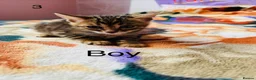 Bengal cats for sale: Bengal - Advert 6