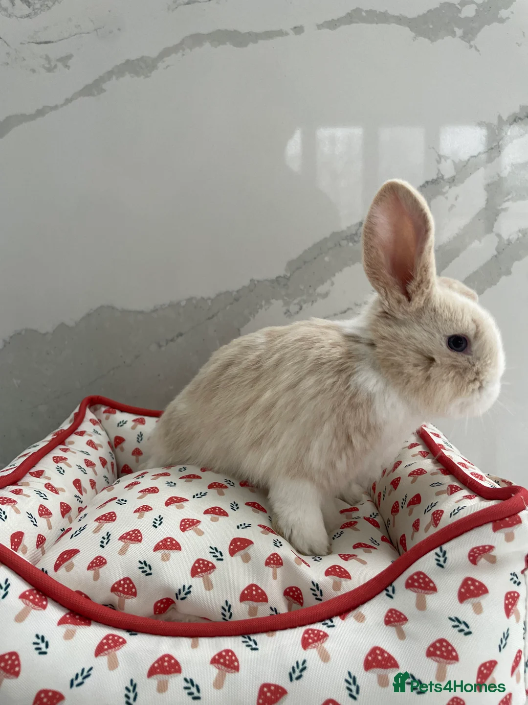 Mini Lop rabbits for sale: female mini lop rabbit for sale! - Advert 4