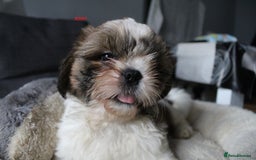 Shih Tzu dogs for sale: SHIH TZU GIRL and BOY PUPPIES TRICOLOUR READY NOW - Image 1