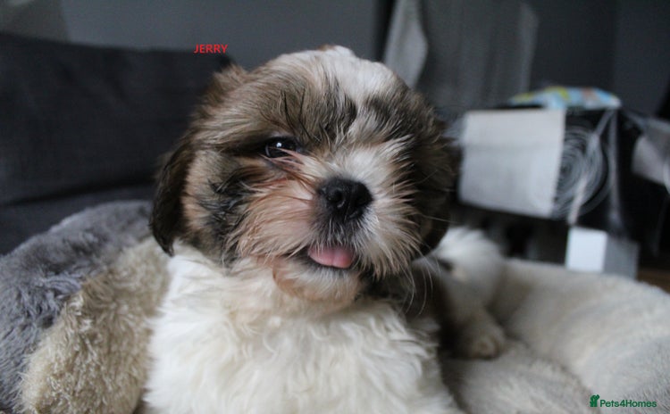 Shih Tzu dogs - Advert 2