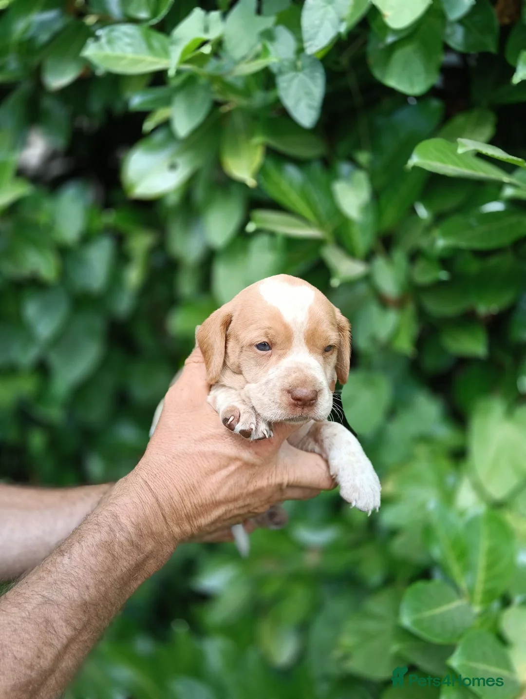 Mixed Breed dogs for sale: Pointer x Brittany  - Advert 1