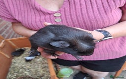 Guinea Pig rodents for sale: Guinea pig - Image 3
